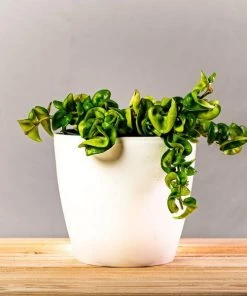 Garden Goods Direct Hindu Rope Plant House Plants