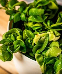 Garden Goods Direct Hindu Rope Plant House Plants