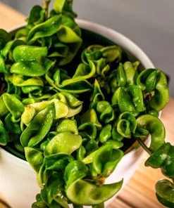 Garden Goods Direct Hindu Rope Plant House Plants