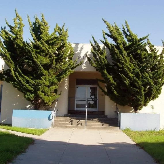 Garden Goods Direct Hollywood Juniper Trees 3 Garden Goods Direct Hollywood Juniper Trees