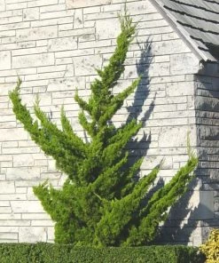 Garden Goods Direct Hollywood Juniper Trees