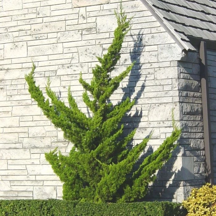 Garden Goods Direct Hollywood Juniper Trees 1 Garden Goods Direct Hollywood Juniper Trees