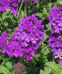 Garden Goods Direct Verbena Homestead Purple Perennials 5 Garden Goods Direct Verbena Homestead Purple Perennials