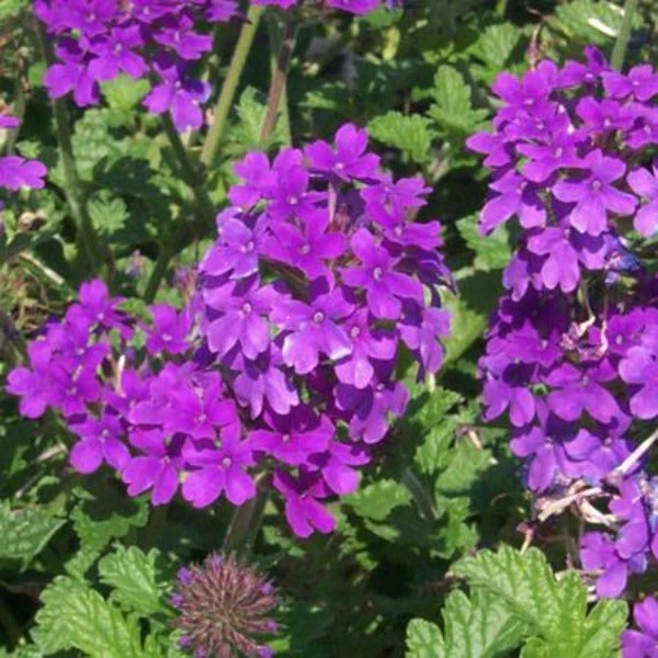 Garden Goods Direct Verbena Homestead Purple Perennials 3 Garden Goods Direct Verbena Homestead Purple Perennials