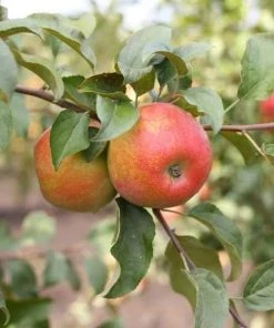 Garden Goods Direct Honeycrisp Apple Tree