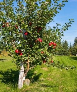 Garden Goods Direct Honeycrisp Apple Tree