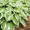 Garden Goods Direct Perennials Hosta Francee