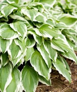Garden Goods Direct Perennials Hosta Francee