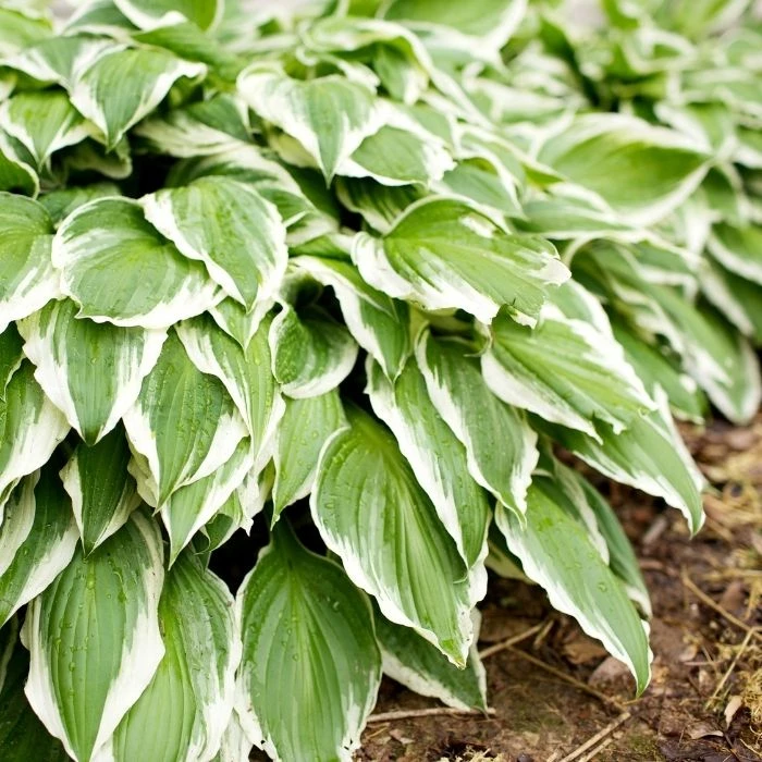 Garden Goods Direct Perennials Hosta Francee 1 Garden Goods Direct Perennials Hosta Francee