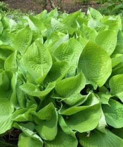 Garden Goods Direct Perennials Hosta 'Sum And Substance'