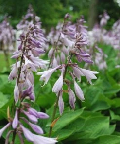 Garden Goods Direct Hosta Elegans Perennials