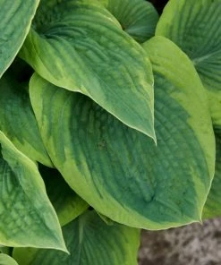 Garden Goods Direct Hosta Frances Williams