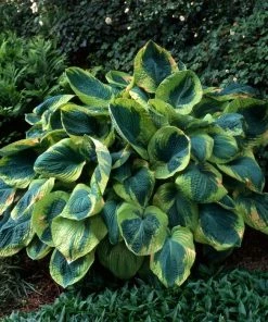 Garden Goods Direct Hosta Frances Williams 6 Garden Goods Direct Hosta Frances Williams