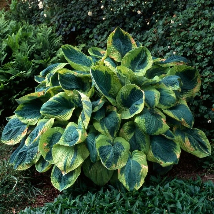 Garden Goods Direct Hosta Frances Williams 3 Garden Goods Direct Hosta Frances Williams