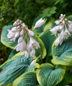 Garden Goods Direct Hosta Frances Williams 7 Garden Goods Direct Hosta Frances Williams