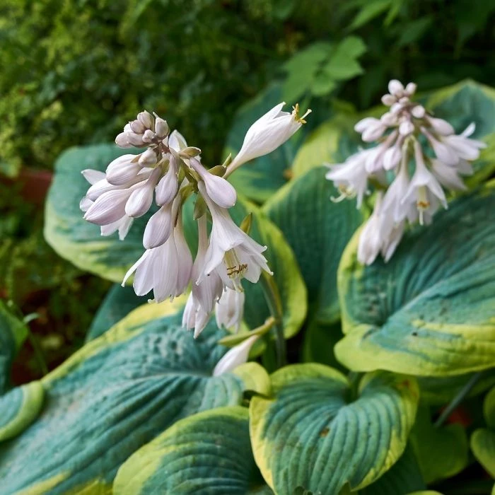 Garden Goods Direct Hosta Frances Williams 4 Garden Goods Direct Hosta Frances Williams