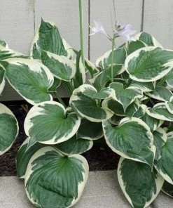 Garden Goods Direct Hosta Patriot