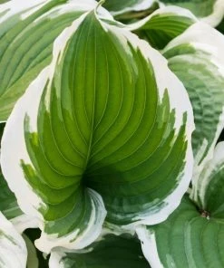 Garden Goods Direct Hosta Patriot