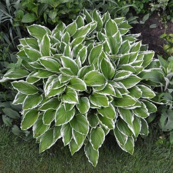 Garden Goods Direct Perennials Hosta Albomarginata 4 Garden Goods Direct Perennials Hosta Albomarginata
