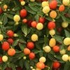 Garden Goods Direct Hot Pops Yellow Ornamental Pepper Annuals