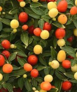 Garden Goods Direct Hot Pops Yellow Ornamental Pepper Annuals