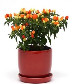 Garden Goods Direct Hot Pops Yellow Ornamental Pepper Annuals