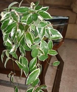 Garden Goods Direct House Plants Hoya Krimson Queen