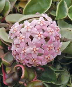 Garden Goods Direct House Plants Hoya Krimson Queen