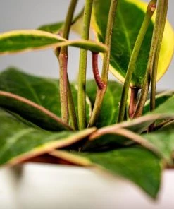 Garden Goods Direct House Plants Hoya Macrophylla Variegata
