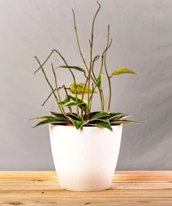 Garden Goods Direct House Plants Hoya Macrophylla Variegata