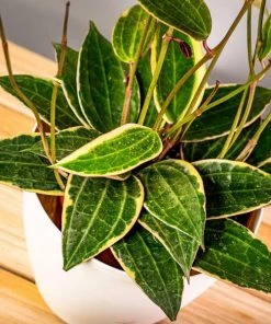 Garden Goods Direct House Plants Hoya Macrophylla Variegata