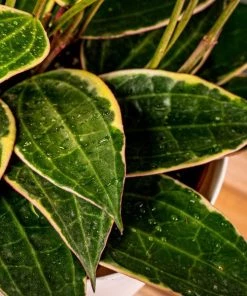 Garden Goods Direct House Plants Hoya Macrophylla Variegata