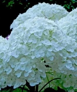 Garden Goods Direct Proven Winners® Color Choice® Incrediball® Hydrangea
