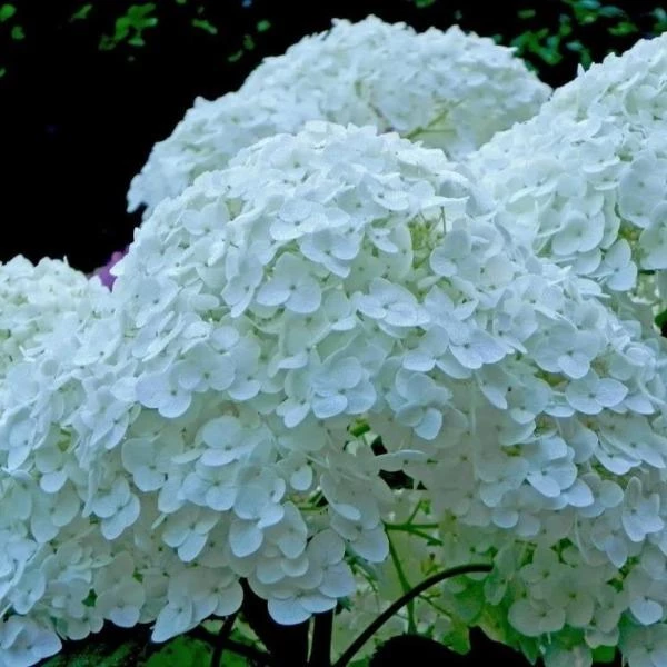 Garden Goods Direct Proven Winners® Color Choice® Incrediball® Hydrangea 2 Garden Goods Direct Proven Winners® Color Choice® Incrediball® Hydrangea