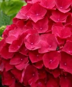 Garden Goods Direct Cardinal Red Hydrangea Shrubs