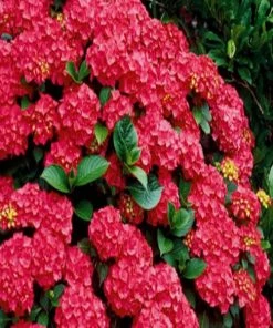 Garden Goods Direct Cardinal Red Hydrangea Shrubs