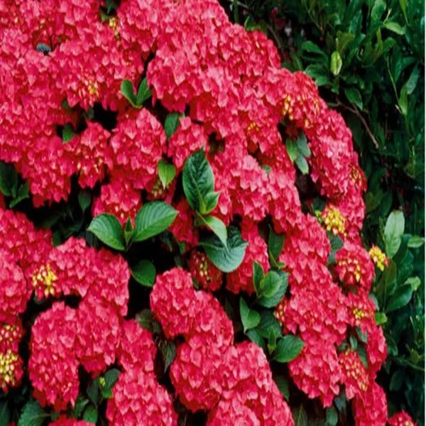 Garden Goods Direct Cardinal Red Hydrangea Shrubs 2 Garden Goods Direct Cardinal Red Hydrangea Shrubs
