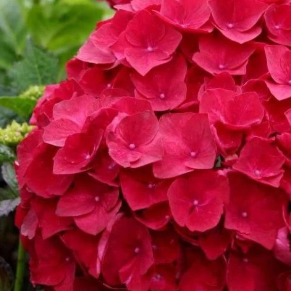 Garden Goods Direct Cardinal Red Hydrangea Shrubs 1 Garden Goods Direct Cardinal Red Hydrangea Shrubs