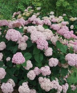 Garden Goods Direct Shrubs Proven Winners® Color Choice® Incrediball® Blush Hydrangea