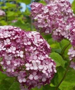 Garden Goods Direct Shrubs Proven Winners® Color Choice® Incrediball® Blush Hydrangea