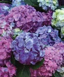 Garden Goods Direct Shrubs L.A. Dreamin'® Hydrangea