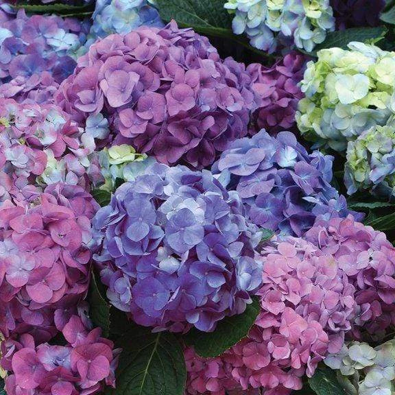 Garden Goods Direct Shrubs L.A. Dreamin'® Hydrangea 1 Garden Goods Direct Shrubs L.A. Dreamin'® Hydrangea