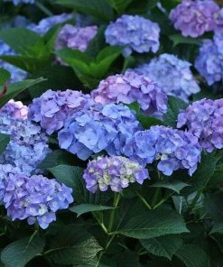 Garden Goods Direct Proven Winners® Color Choice® Let's Dance® Blue Jangles® Hydrangea Shrubs