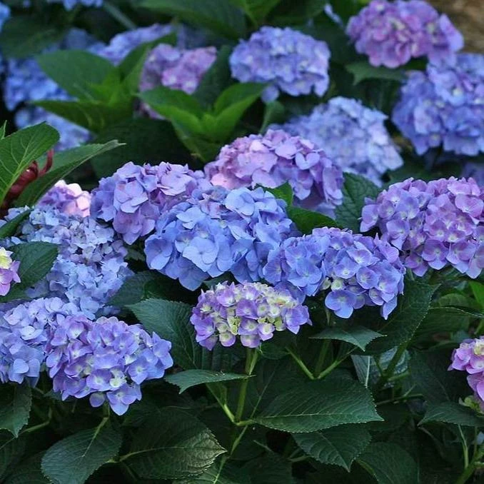 Garden Goods Direct Proven Winners® Color Choice® Let's Dance® Blue Jangles® Hydrangea Shrubs 2 Garden Goods Direct Proven Winners® Color Choice® Let's Dance® Blue Jangles® Hydrangea Shrubs