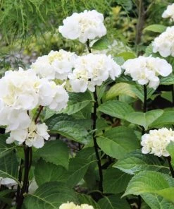 Garden Goods Direct Shrubs Onyx Zebra Hydrangea