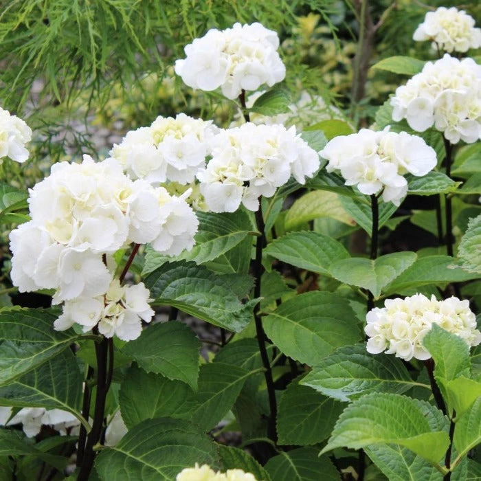 Garden Goods Direct Shrubs Onyx Zebra Hydrangea 1 Garden Goods Direct Shrubs Onyx Zebra Hydrangea