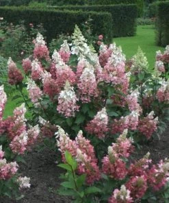 Garden Goods Direct Proven Winners® Color Choice® Pinky Winky® Hydrangea Shrubs 7 Garden Goods Direct Proven Winners® Color Choice® Pinky Winky® Hydrangea Shrubs