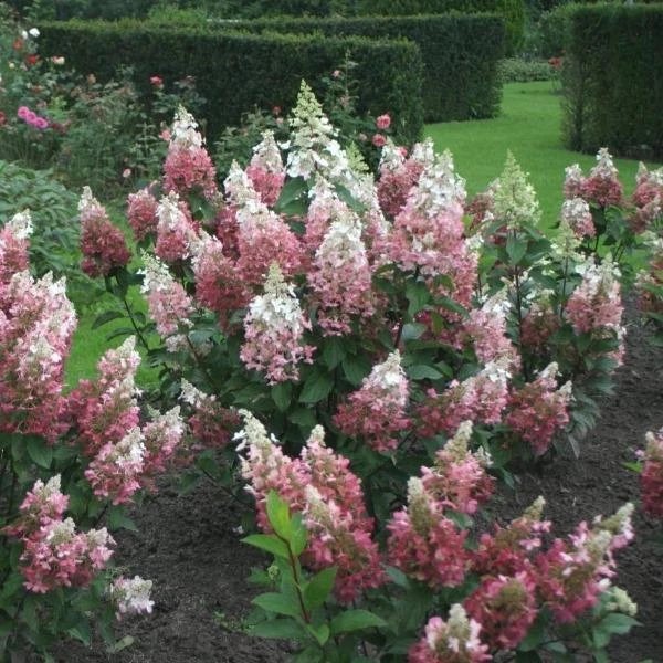 Garden Goods Direct Proven Winners® Color Choice® Pinky Winky® Hydrangea Shrubs 4 Garden Goods Direct Proven Winners® Color Choice® Pinky Winky® Hydrangea Shrubs