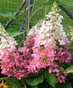 Garden Goods Direct Proven Winners® Color Choice® Pinky Winky® Hydrangea Shrubs 6 Garden Goods Direct Proven Winners® Color Choice® Pinky Winky® Hydrangea Shrubs