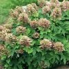 Garden Goods Direct Munchkin Oakleaf Hydrangea